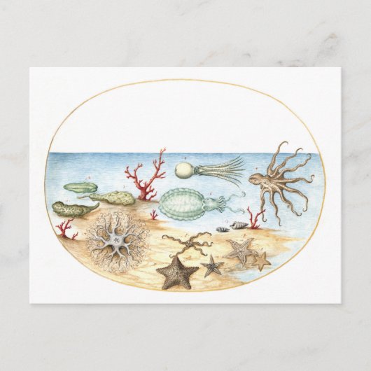 Carte Postale Illustration de Sea Creatures (Devant)