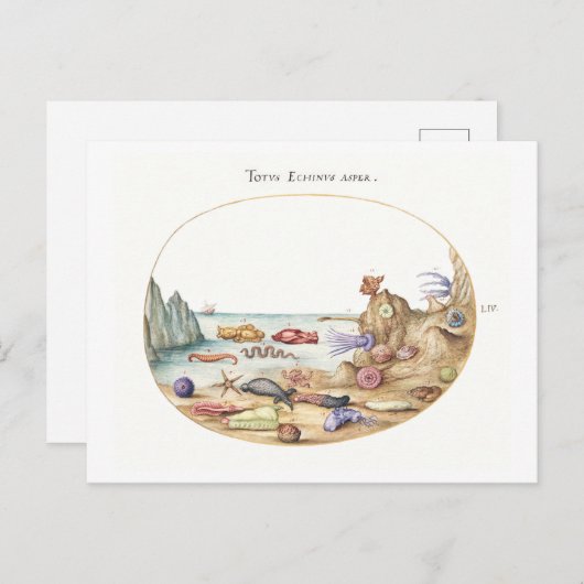 Carte Postale Illustration de Sea Creatures (Devant / Derrière)