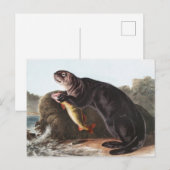 Carte Postale Illustration de Sea Otter (Marina Enhydra) (Devant / Derrière)