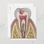 Carte Postale Illustration de section transversale montrant la c (Devant / Derrière)