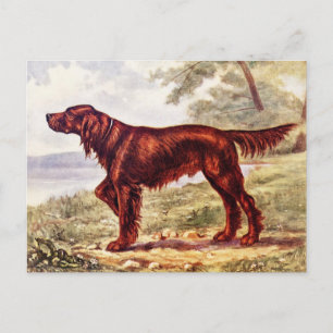 Carte Postale Illustration de Setter Irlandais Chien de Sport 19