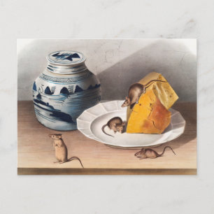 Carte Postale Illustration de souris (Mus-musculus)