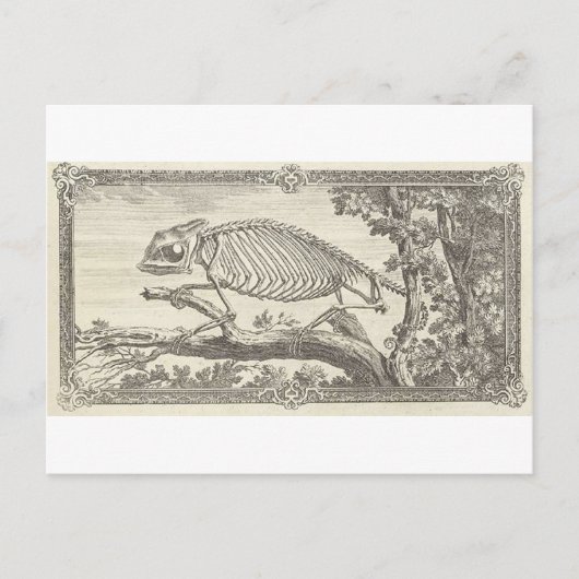 Carte Postale Illustration de squelette de caméléon (Devant)