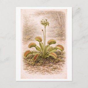 Carte Postale Illustration de Vénus Flytrap de style vintage