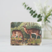 Carte Postale Illustration de Virginian Deer (Cervus Virginianus (Debout devant)