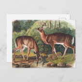 Carte Postale Illustration de Virginian Deer (Cervus Virginianus (Devant / Derrière)