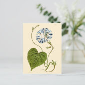 Carte Postale Illustration de Volubilis Bleu (Debout devant)