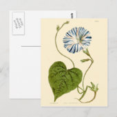 Carte Postale Illustration de Volubilis Bleu (Devant / Derrière)
