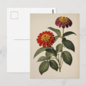 Carte Postale Illustration de zinnia (Devant / Derrière)