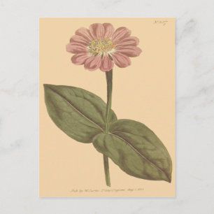 Carte Postale Illustration de Zinnia de couleur violette