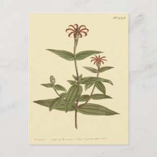 Carte Postale Illustration de Zinnia rouge à fleurs minces