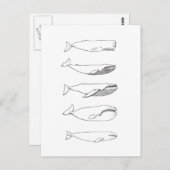Carte Postale Illustration des baleines (art linéaire) (Devant / Derrière)