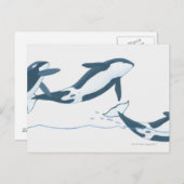 Carte Postale Illustration des épaulards (Orcinus orca) (Devant / Derrière)