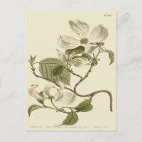 Illustration des fleurs de bois de chien blanc