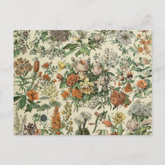 Carte Postale Illustration des fleurs vintages Adolphe Millot (Devant)