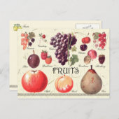 Carte Postale Illustration des fruits (Devant / Derrière)