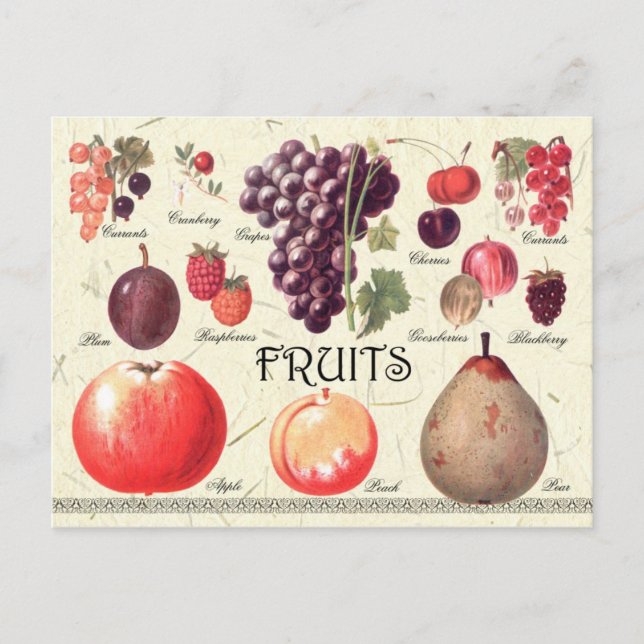 Carte Postale Illustration des fruits (Devant)