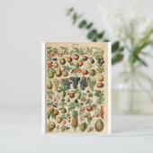 Carte Postale Illustration des fruits du dictionnaire (Debout devant)