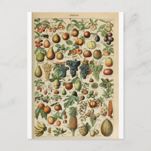 Carte Postale Illustration des fruits du dictionnaire