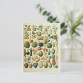 Carte Postale Illustration des fruits du dictionnaire (Debout devant)