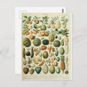 Carte Postale Illustration des fruits du dictionnaire (Devant / Derrière)
