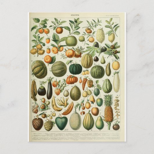 Carte Postale Illustration des fruits du dictionnaire (Devant)
