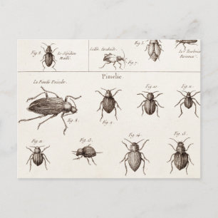 Carte Postale Illustration des insectes des insectes des années