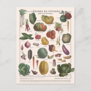Carte Postale Illustration des légumes