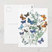 Carte Postale Illustration des papillons vintages (Devant / Derrière)