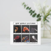 Carte Postale Illustration des vautours du nouveau monde (Debout devant)