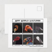 Carte Postale Illustration des vautours du nouveau monde (Devant / Derrière)