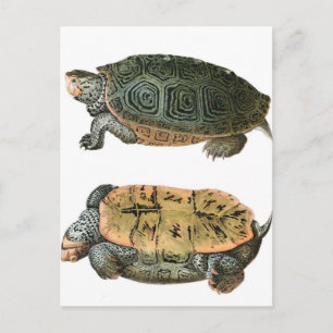 Carte Postale Illustration Diamondback Terrapin