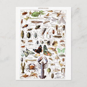 Carte Postale Illustration dictionnaire arthropodes