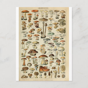 Carte Postale Illustration dictionnaire champignons