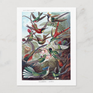 Carte Postale Illustration dictionnaire colibris