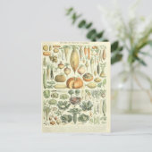 Carte Postale Illustration dictionnaire de légumes (Debout devant)