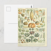 Carte Postale Illustration dictionnaire de légumes (Devant / Derrière)