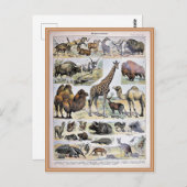 Carte Postale Illustration dictionnaire de mammifères (Devant / Derrière)