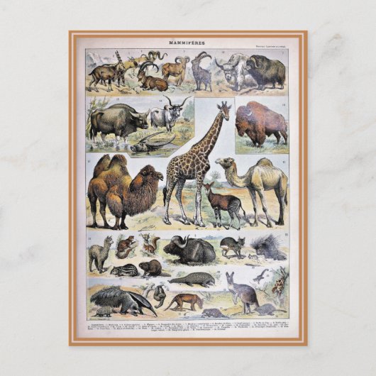 Carte Postale Illustration dictionnaire de mammifères (Devant)