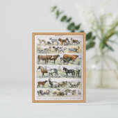 Carte Postale Illustration dictionnaire de mammifères (Debout devant)