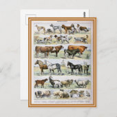 Carte Postale Illustration dictionnaire de mammifères (Devant / Derrière)