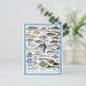 Carte Postale Illustration dictionnaire de poissons (Debout devant)