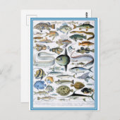 Carte Postale Illustration dictionnaire de poissons (Devant / Derrière)