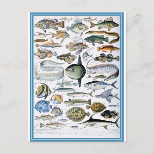 Carte Postale Illustration dictionnaire de poissons (Devant)