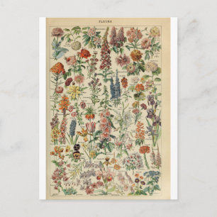 Carte Postale Illustration dictionnaire fleurs