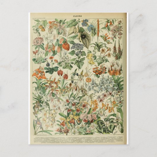 Carte Postale Illustration dictionnaire fleurs (Devant)