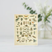 Carte Postale Illustration dictionnaire insectes (Debout devant)