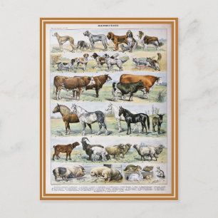 Carte Postale Illustration dictionnaire mammifères