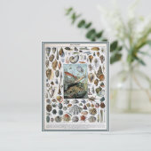 Carte Postale Illustration dictionnaire mollusques (Debout devant)