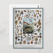Carte Postale Illustration dictionnaire mollusques (Devant / Derrière)